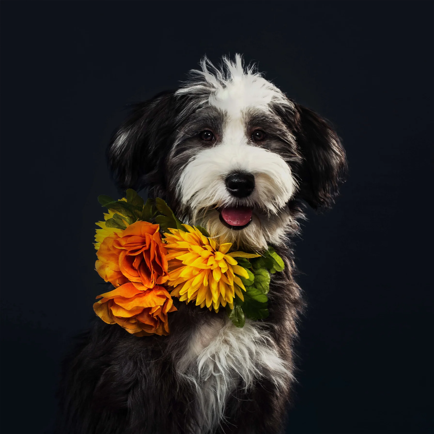 Pet Photography
